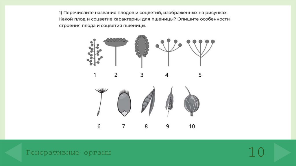 Генеративные органы