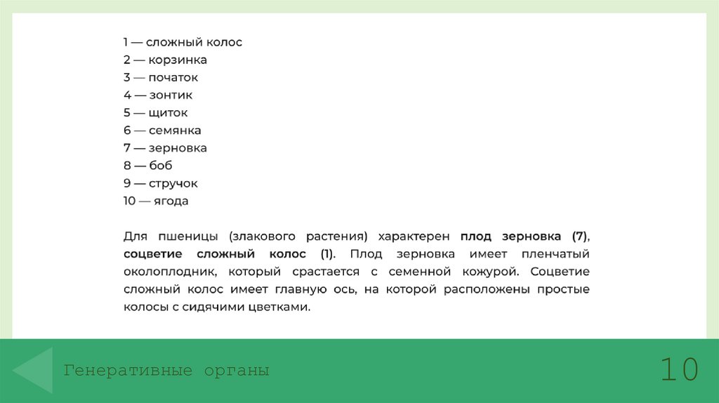 Генеративные органы