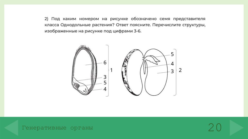 Генеративные органы