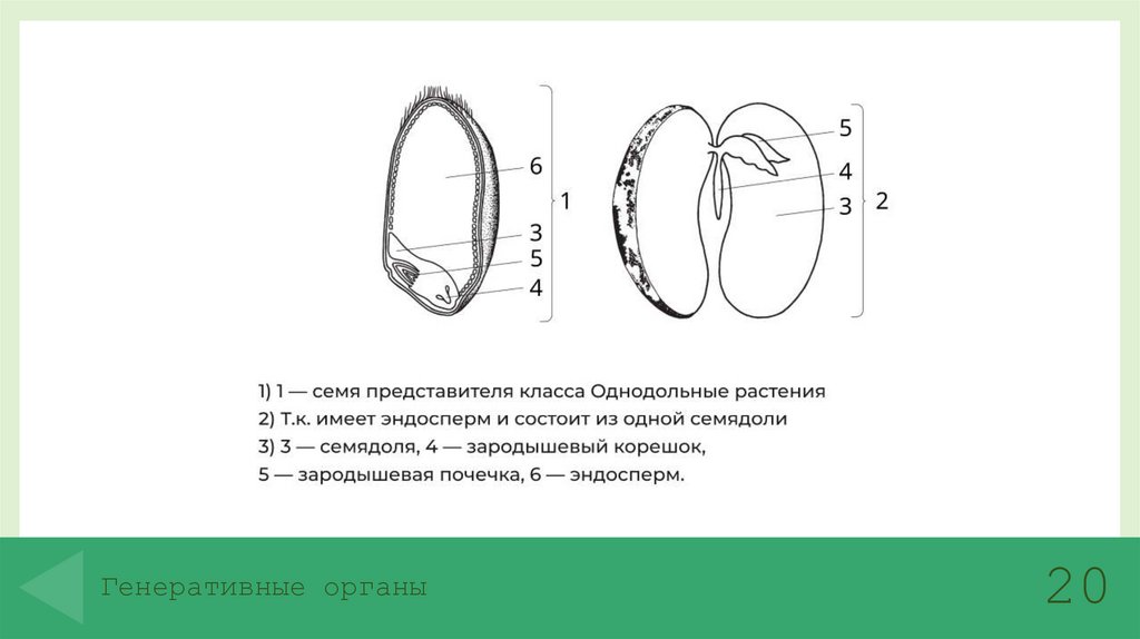 Генеративные органы