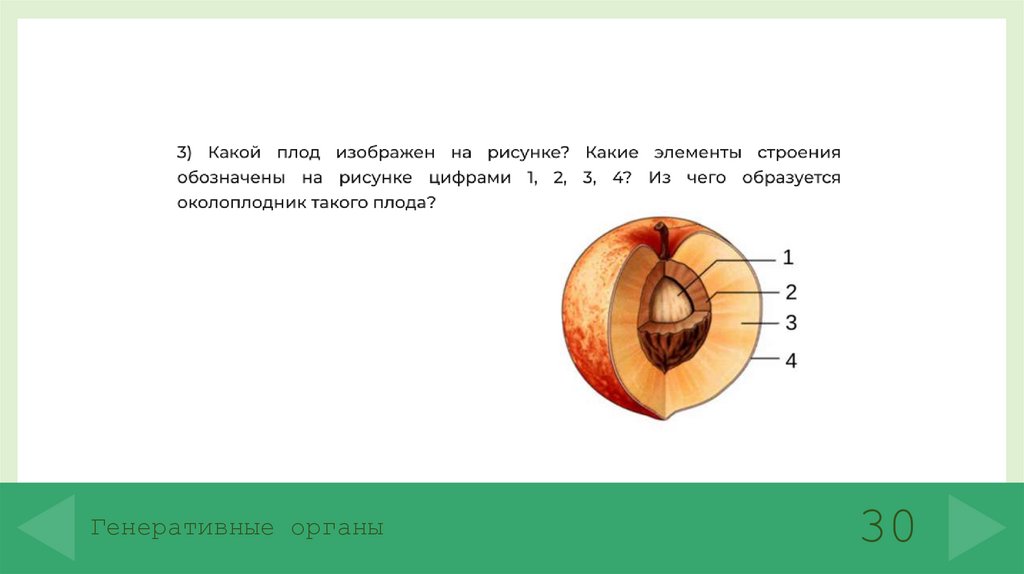 Генеративные органы