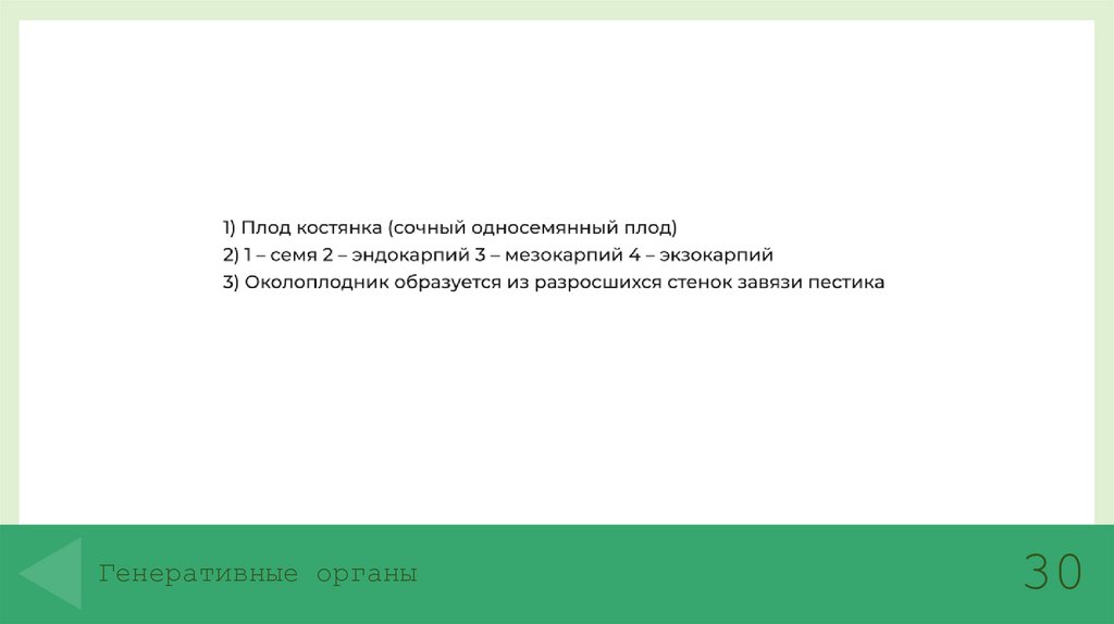 Генеративные органы