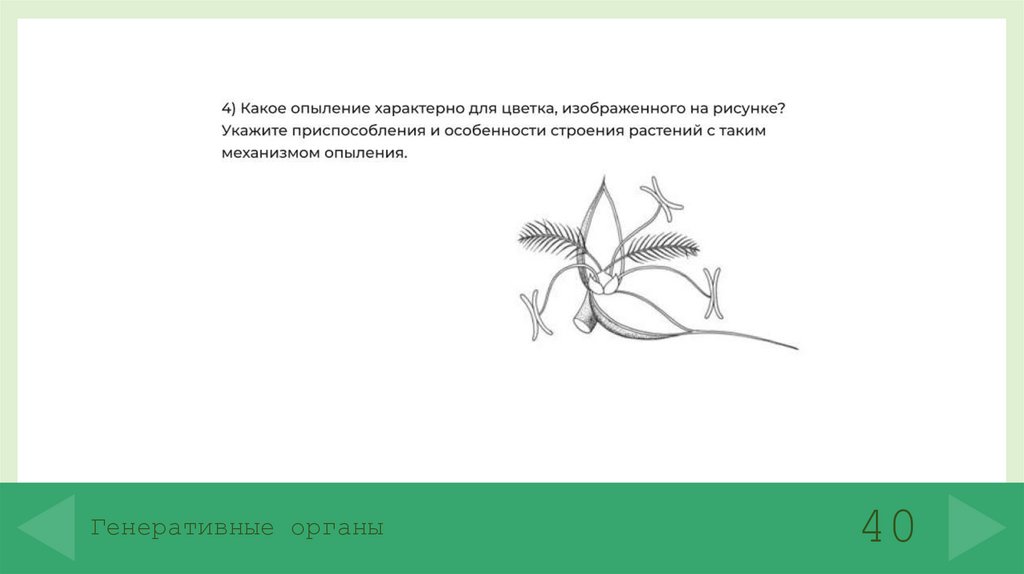 Генеративные органы