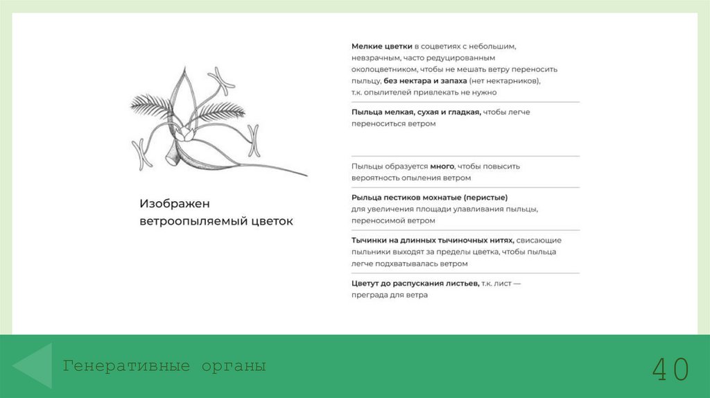 Генеративные органы