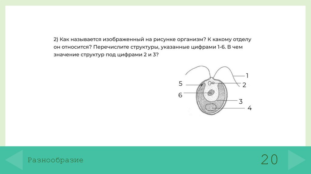 Разнообразие