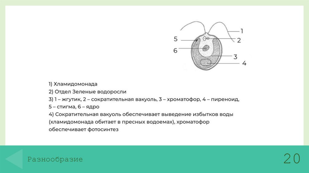 Разнообразие