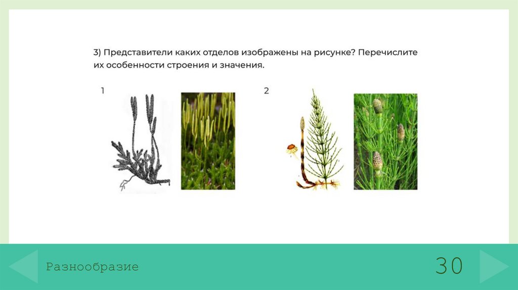 Разнообразие