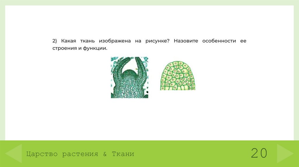 Царство растения & Ткани