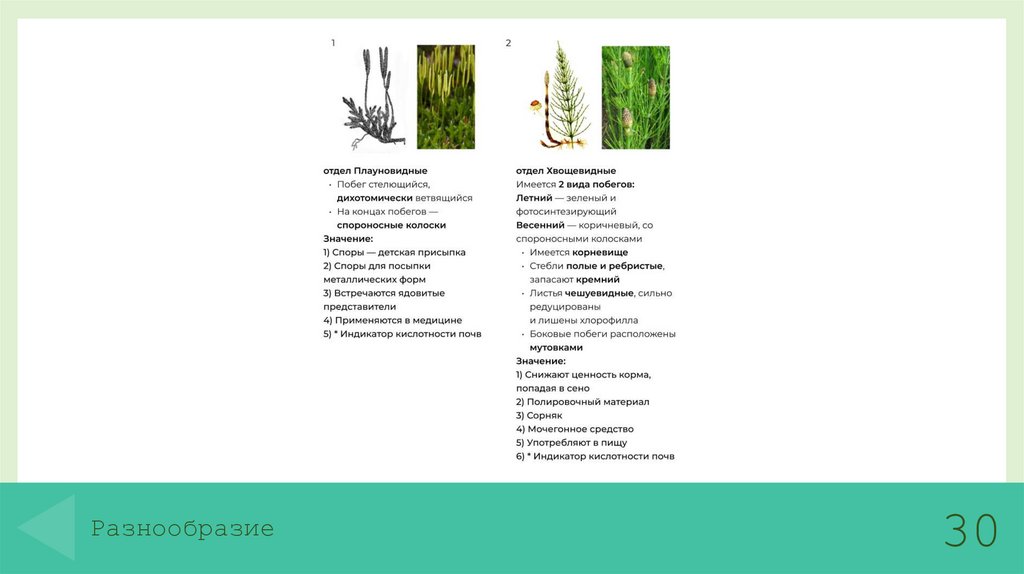 Разнообразие