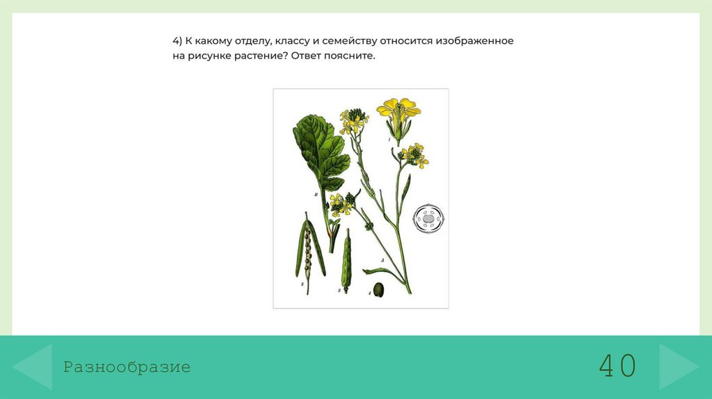 Разнообразие