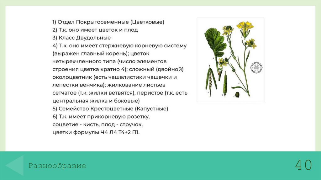 Разнообразие