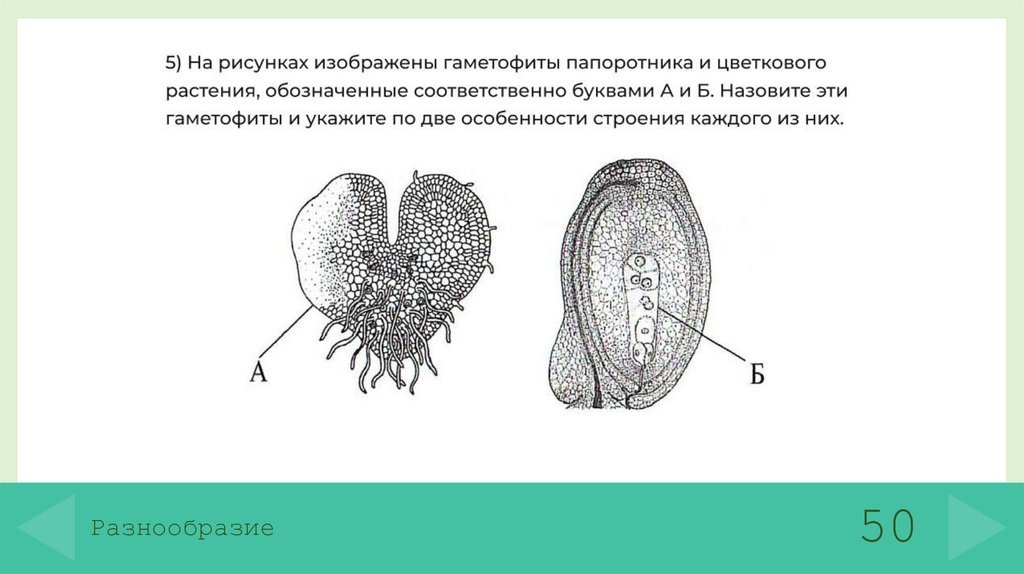 Разнообразие