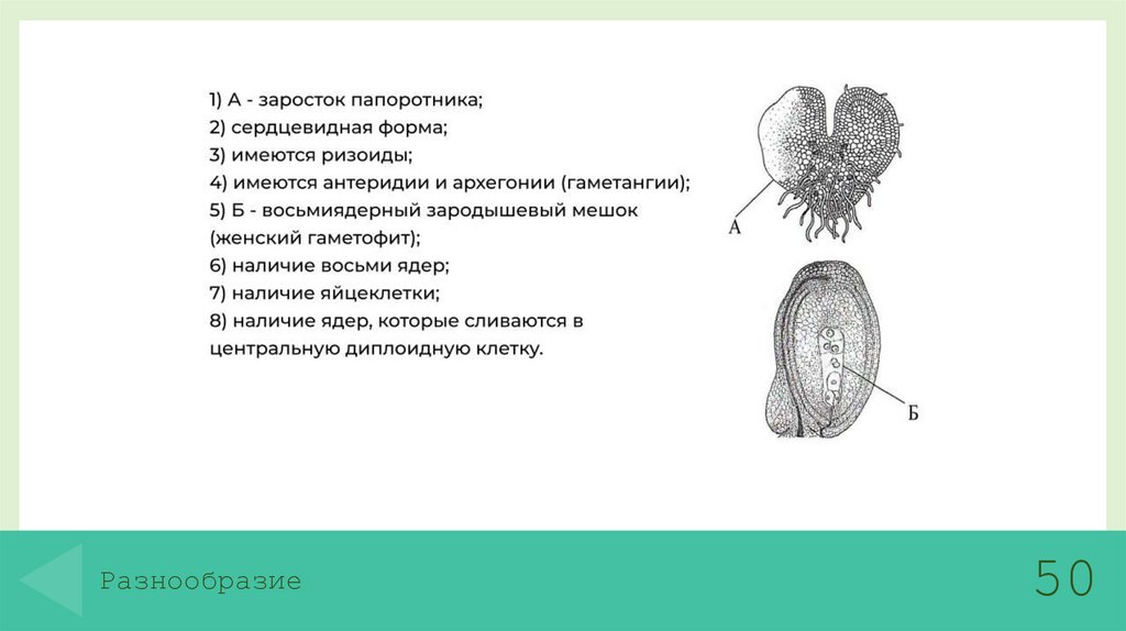 Разнообразие