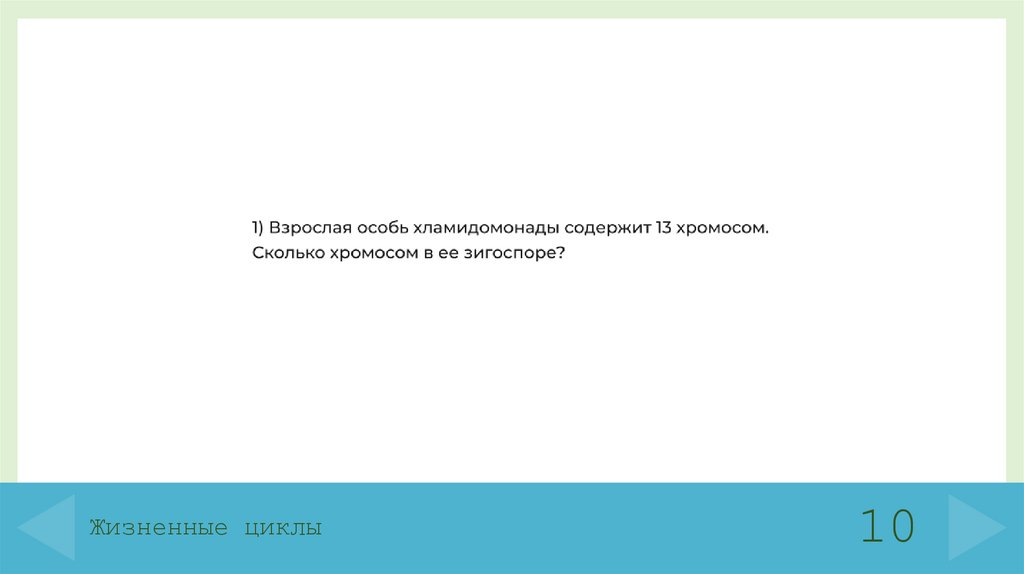 Жизненные циклы