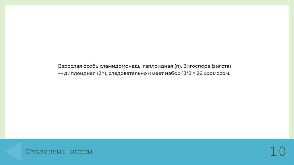 Жизненные циклы