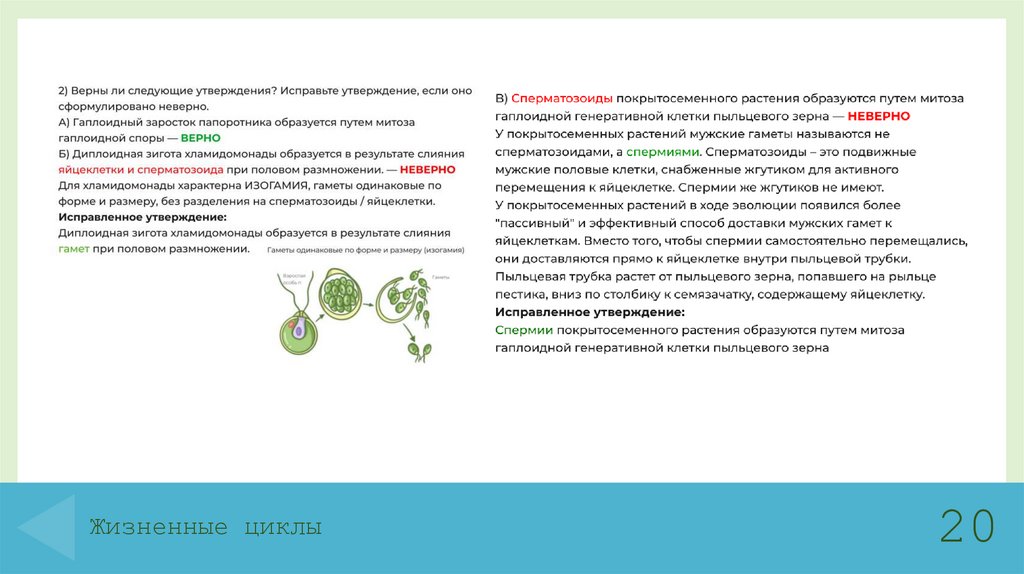 Жизненные циклы