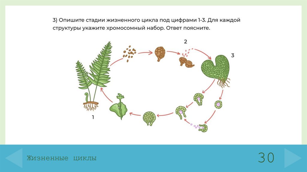 Жизненные циклы