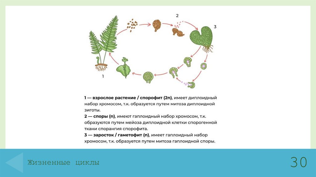 Жизненные циклы