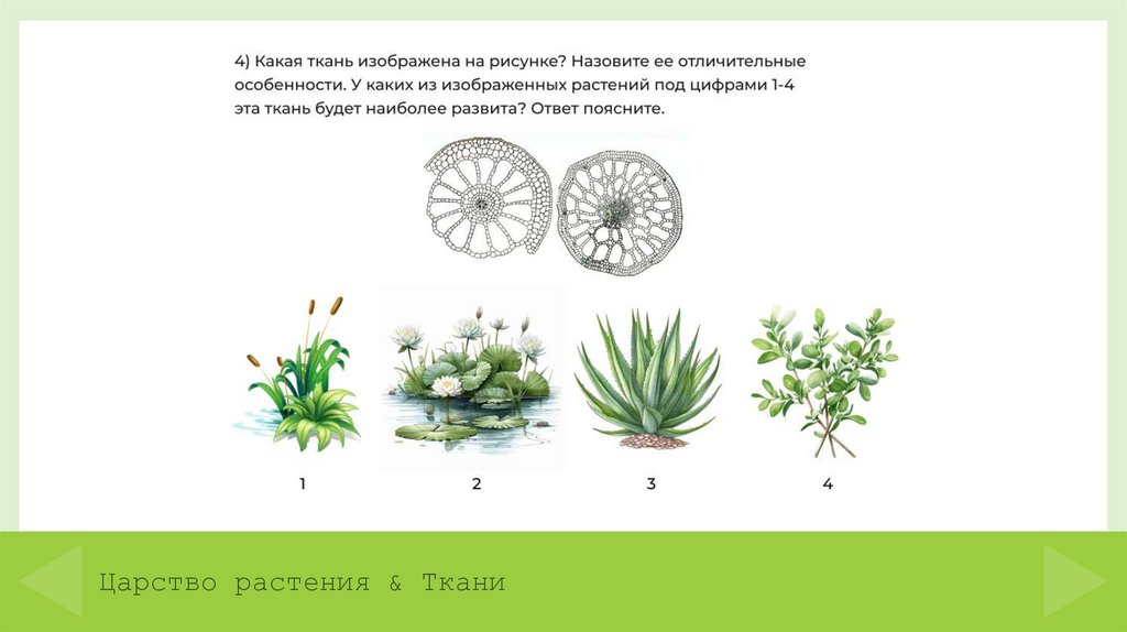 Царство растения & Ткани