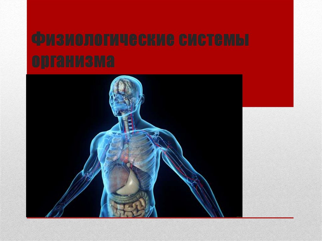 Физиологические системы организма