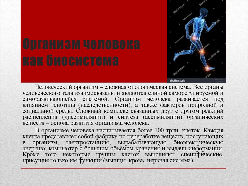 Организм человека как биосистема