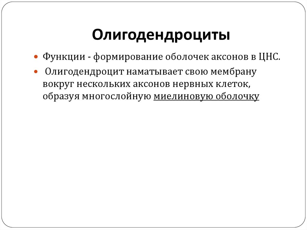 Олигодендроциты