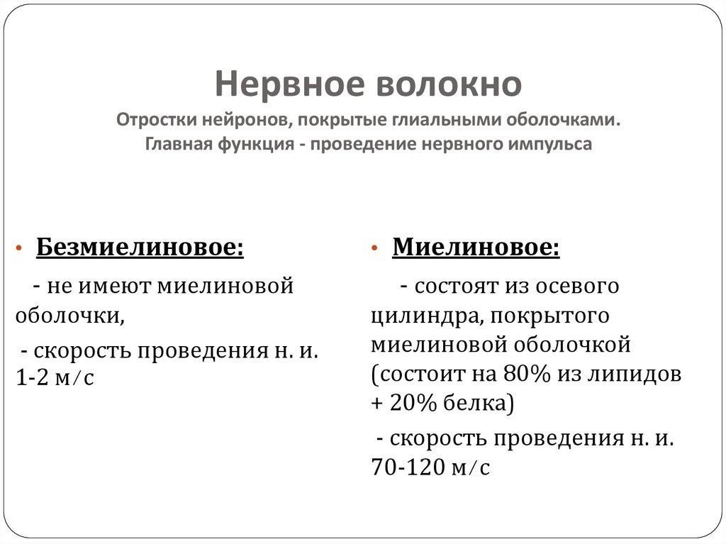 Нервное волокно Отростки нейронов, покрытые глиальными оболочками. Главная функция - проведение нервного импульса