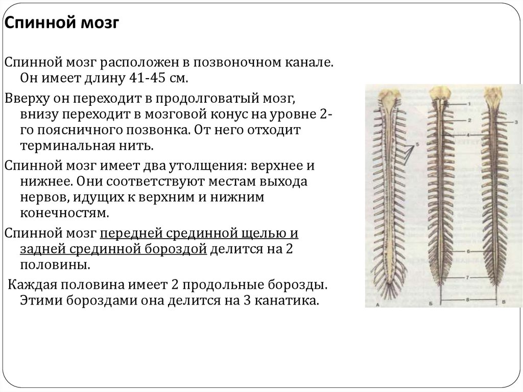 Спинной мозг