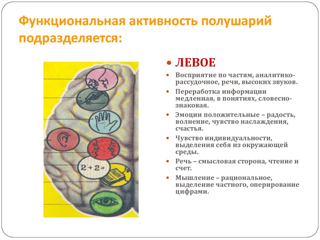 Функциональная активность полушарий подразделяется:
