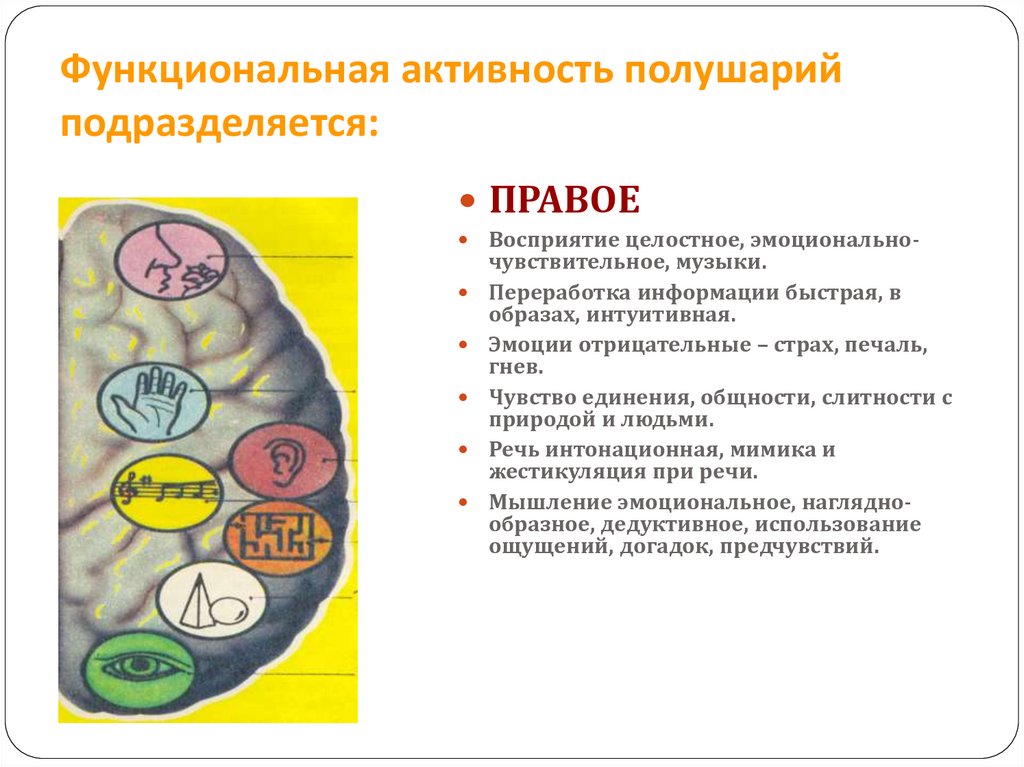 Функциональная активность полушарий подразделяется: