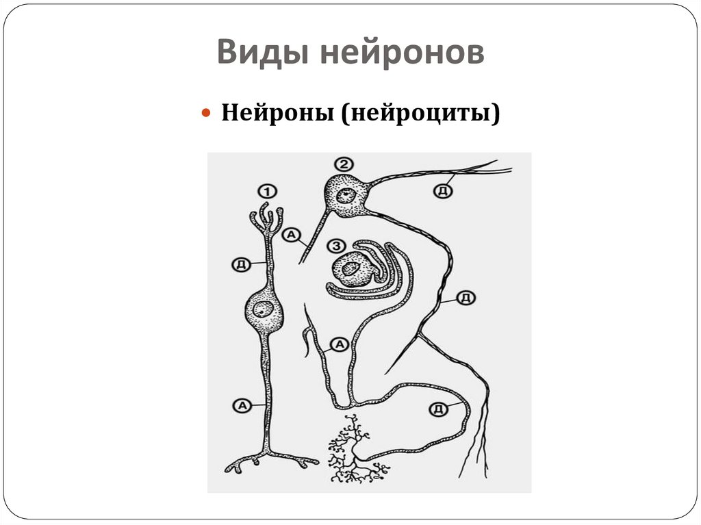 Виды нейронов