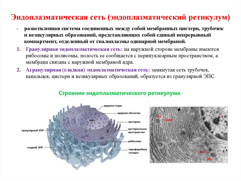 Эндоплазматическая сеть (эндоплазматический ретикулум)