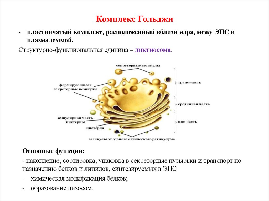 Комплекс Гольджи