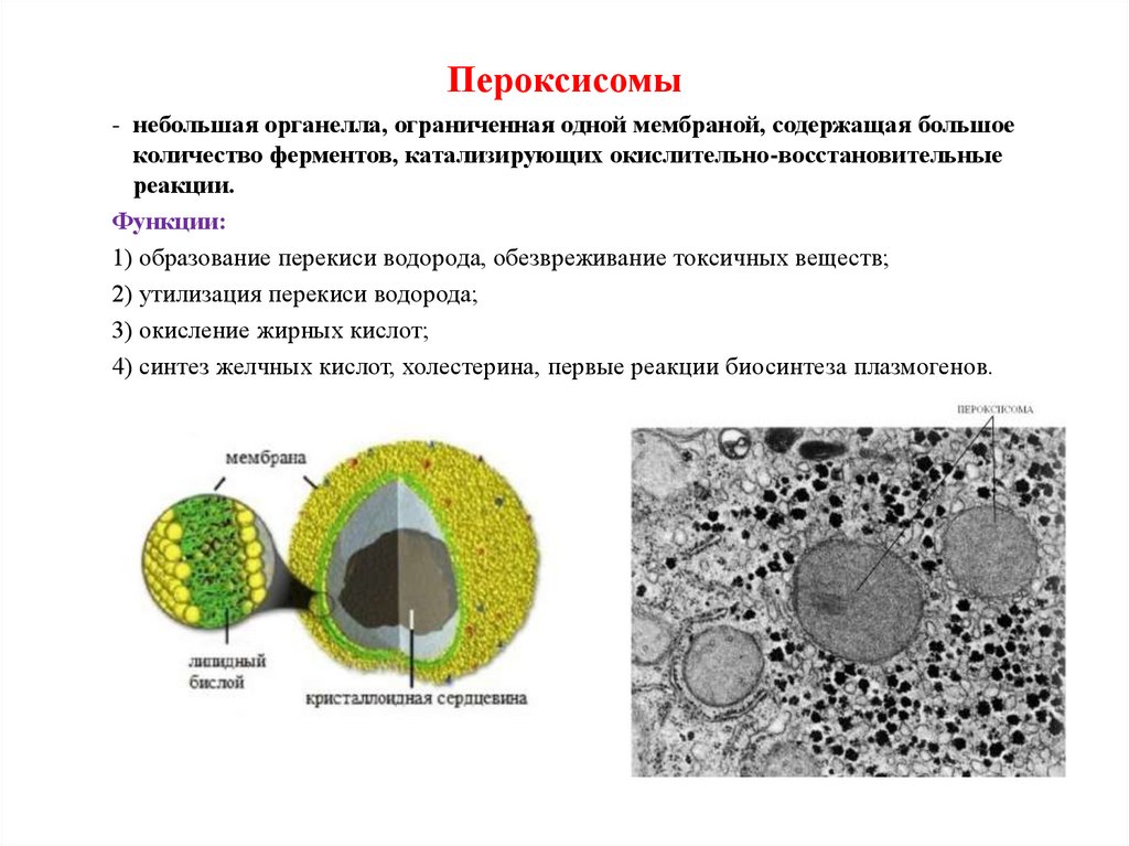 Пероксисомы