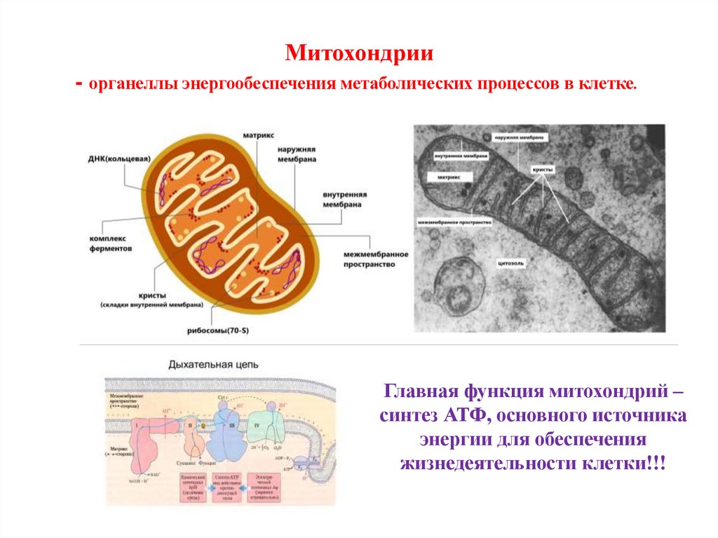 Митохондрии - органеллы энергообеспечения метаболических процессов в клетке. 