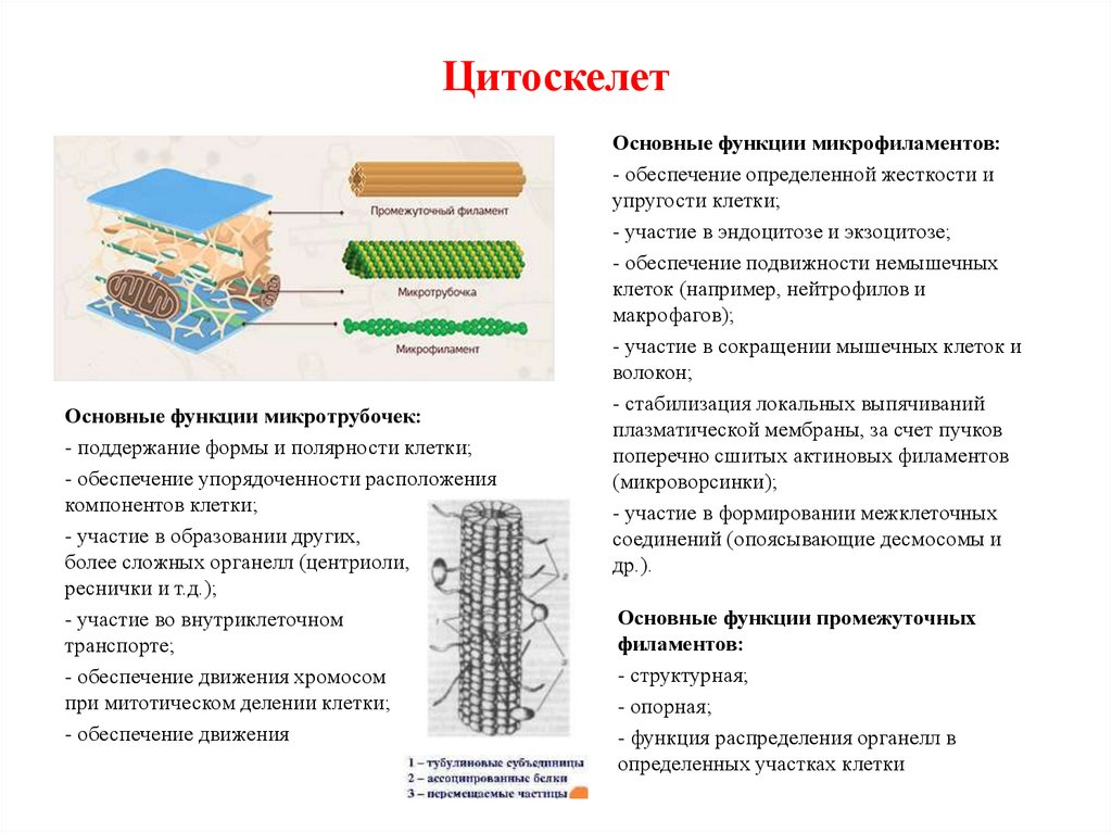 Цитоскелет