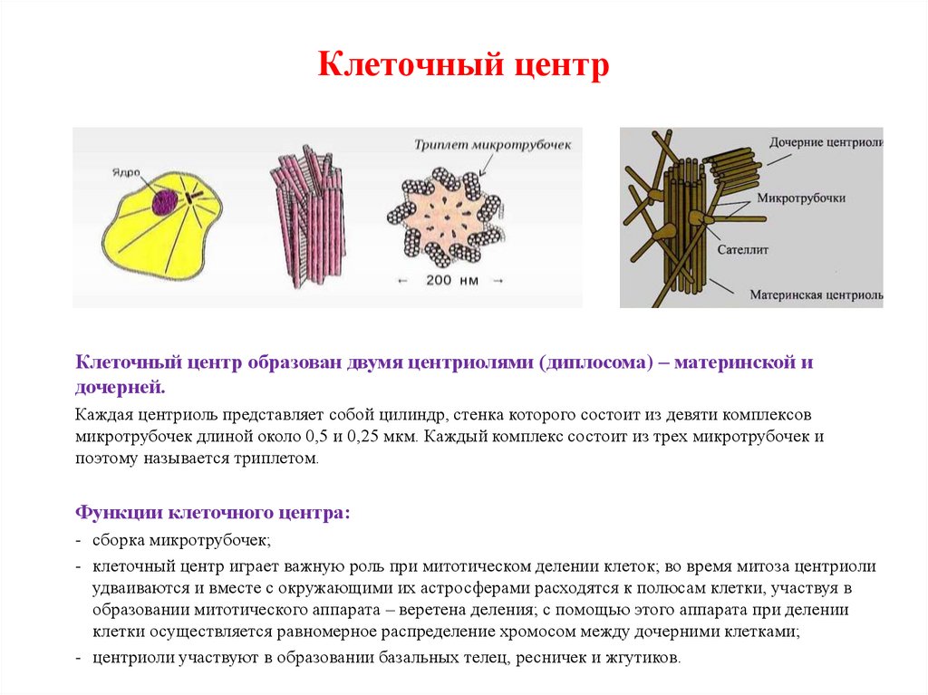 Клеточный центр