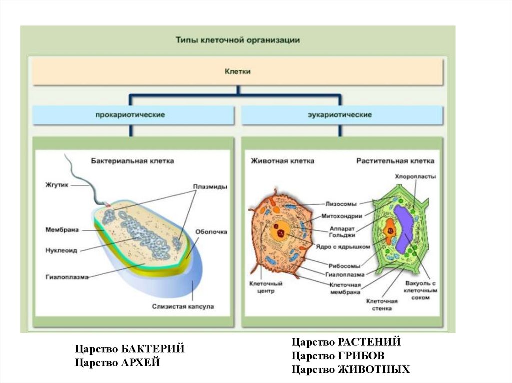 Царство БАКТЕРИЙ Царство АРХЕЙ