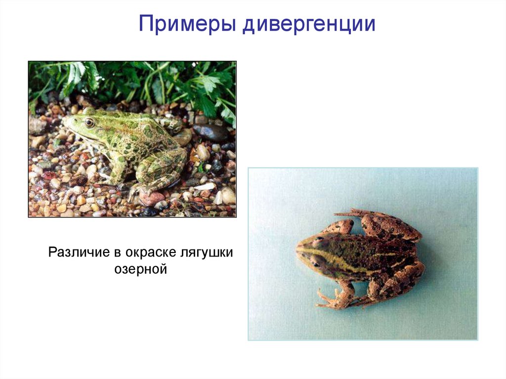 Примеры дивергенции