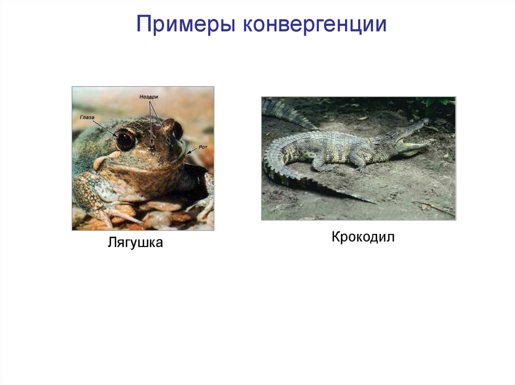 Примеры конвергенции