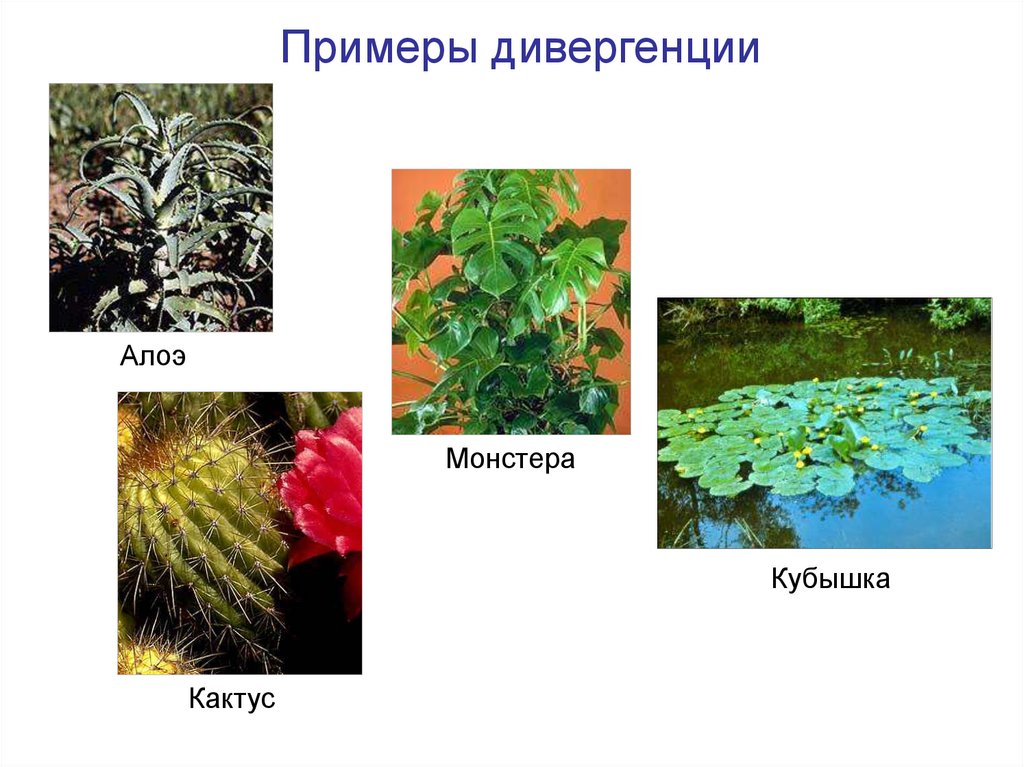 Примеры дивергенции