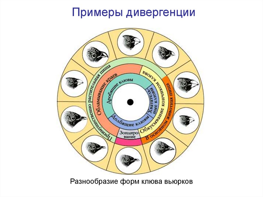 Разнообразие форм клюва вьюрков