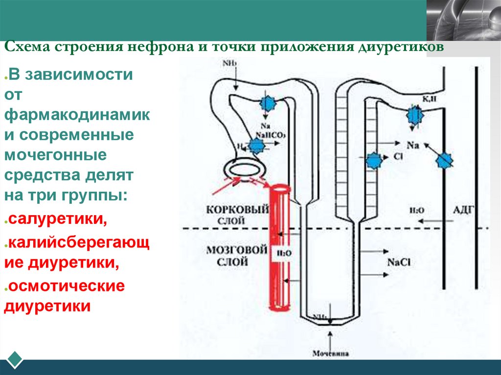 Схема строения нефрона и точки приложения диуретиков
