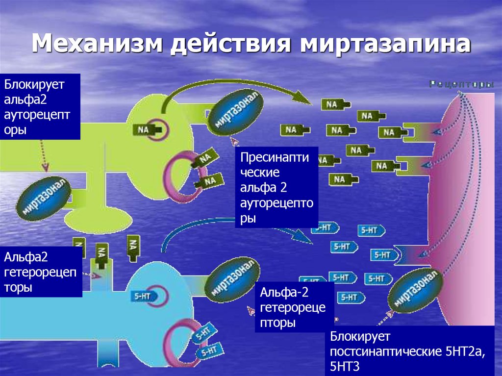 Механизм действия миртазапина