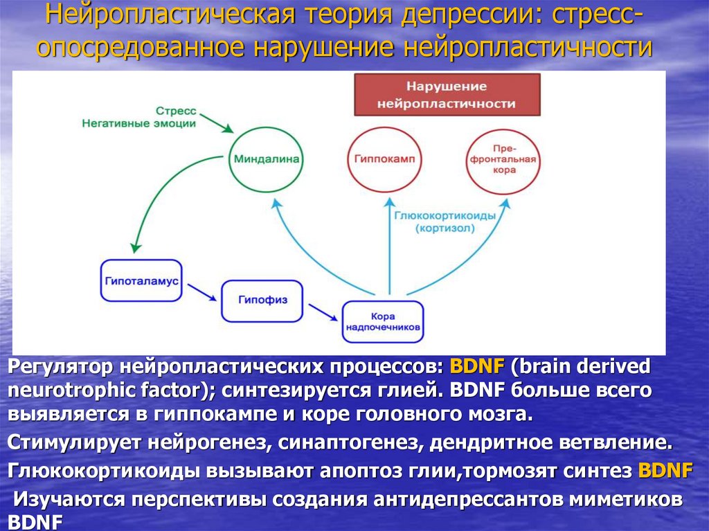 Нейропластическая теория депрессии: стресс- опосредованное нарушение нейропластичности