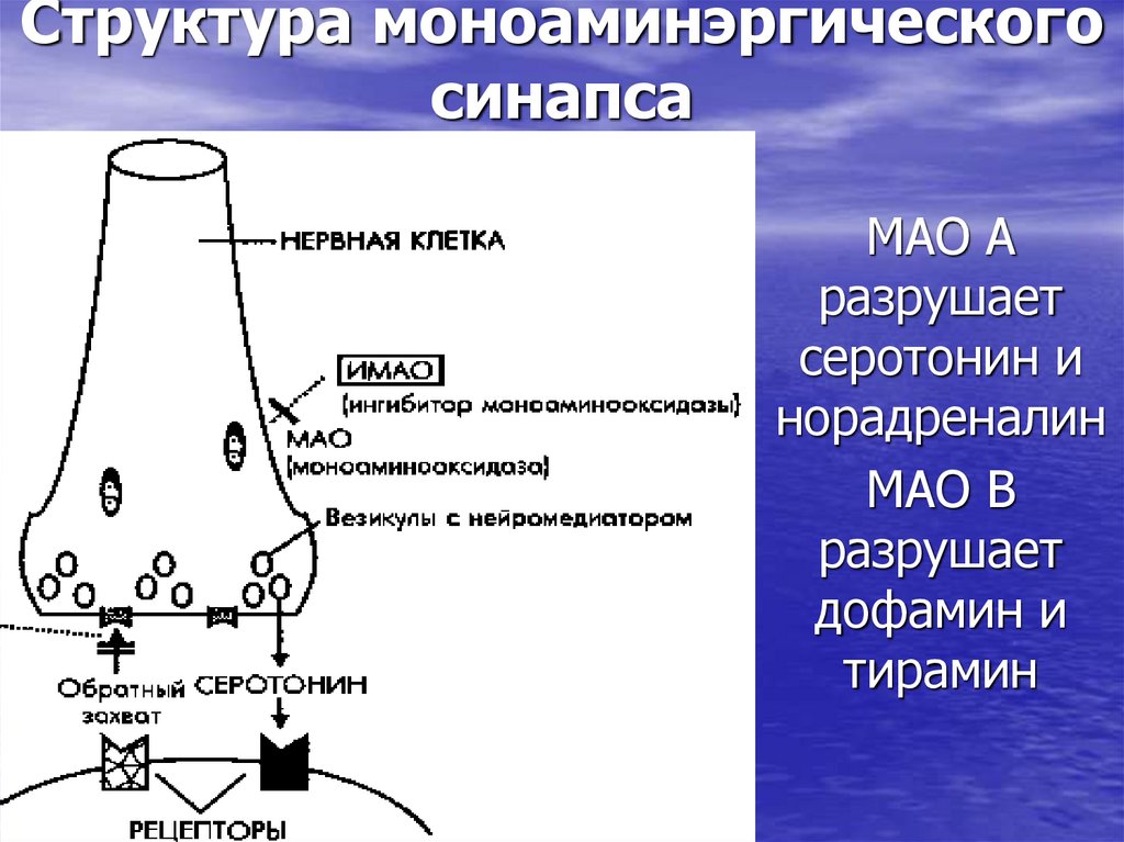 Структура моноаминэргического синапса