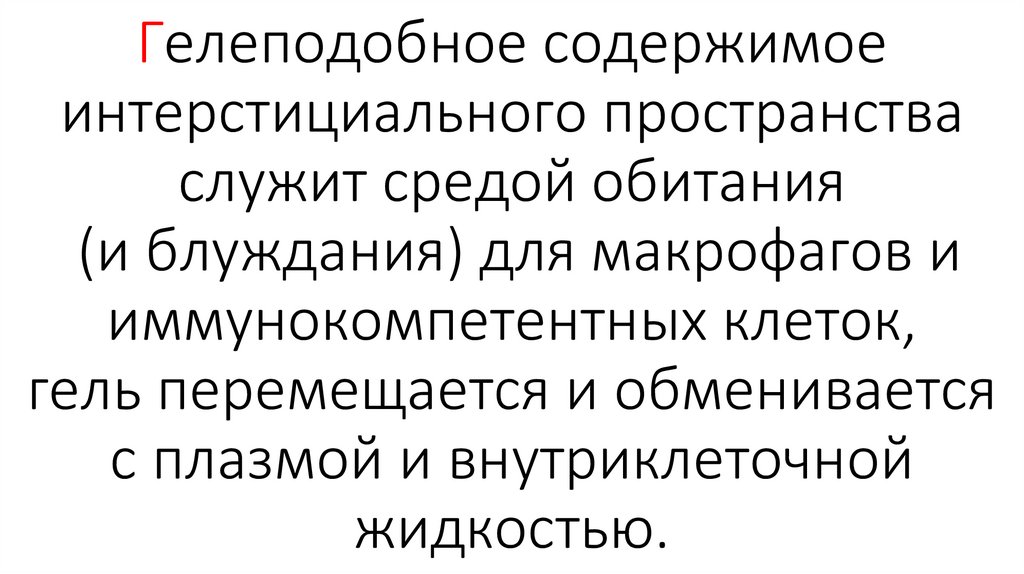 Гелеподобное содержимое интерстициального пространства служит средой обитания (и блуждания) для макрофагов и иммунокомпетентных