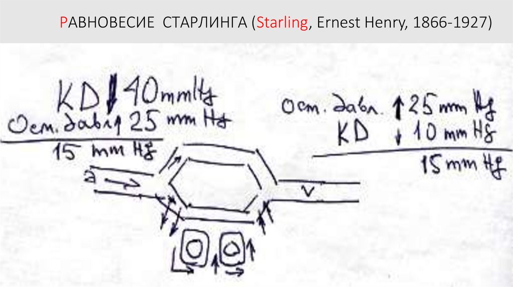 РАВНОВЕСИЕ СТАРЛИНГА (Starling, Ernest Henry, 1866-1927)