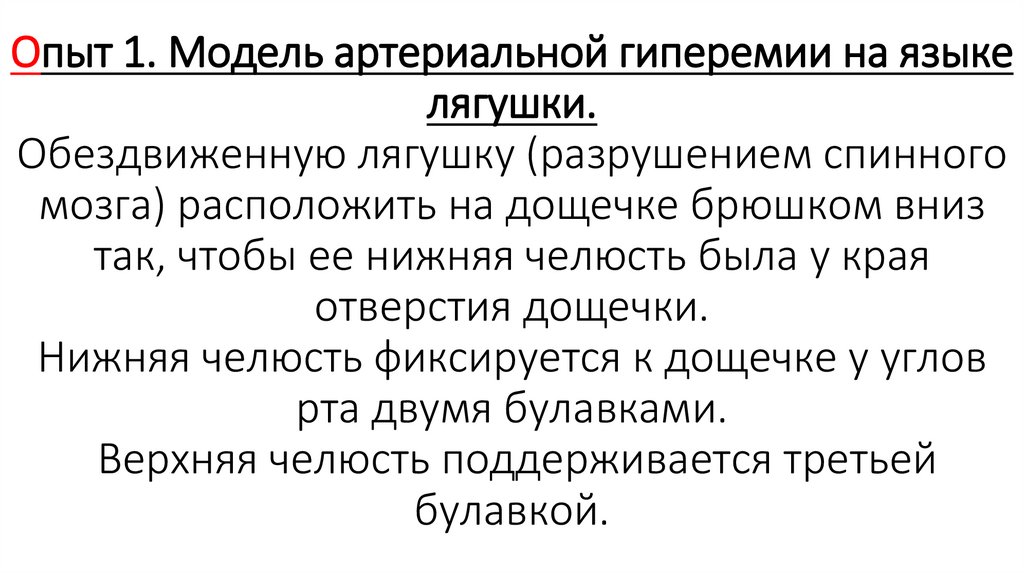 Опыт 1. Модель артериальной гиперемии на языке лягушки. Обездвиженную лягушку (разрушением спинного мозга) расположить на