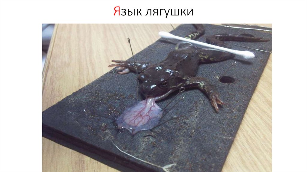 Язык лягушки